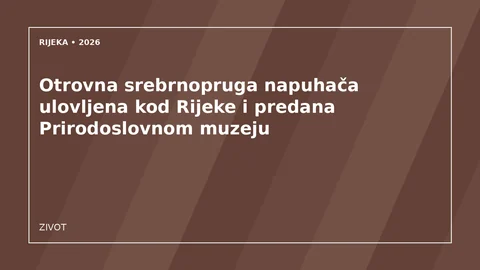 Originalna urednička ilustracija za članak: Otrovna srebrnopruga napuhača ulovljena kod Rijeke i predana Prirodoslovnom muzeju